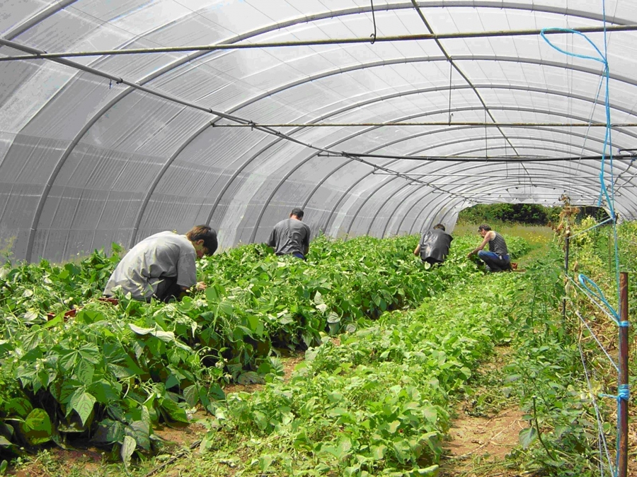 Personnes travaillant dans une serre agricole au milieu de rangées de cultures.