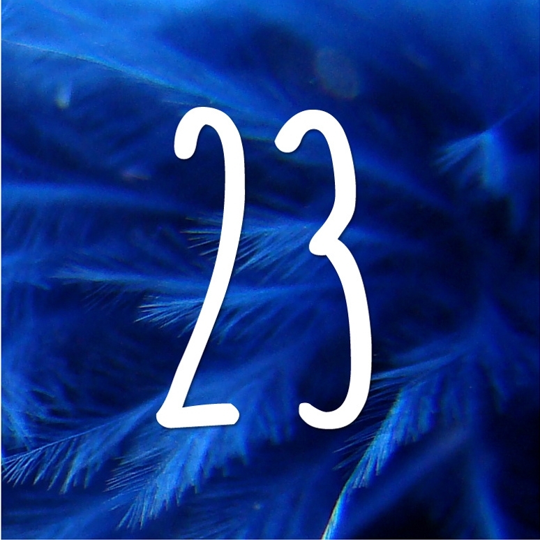 Nombre 23 blanc sur fond bleu composé de plumes.
